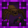 SHC Spiders