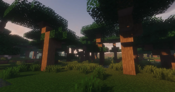 The Balsa Forest