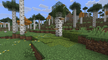 Mossy Birch Trees