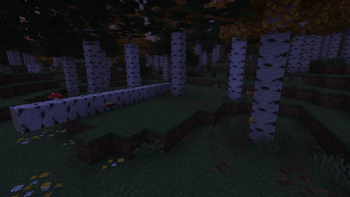 Nightly birch forest