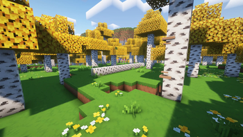 Birch