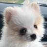 Temmie's Origins