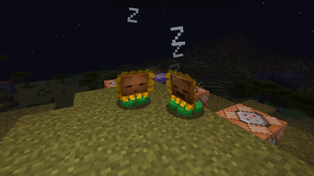 Sleeping sunflowers