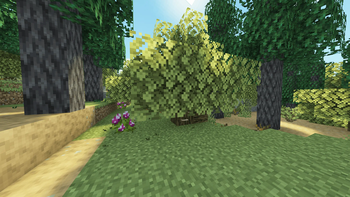 Oak Tree