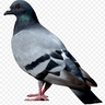 VIVO_GAME_195_osn