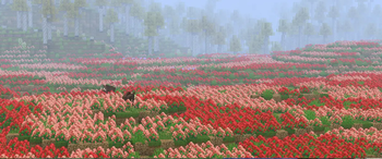 rose fields