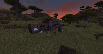 Tusked skink