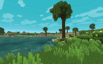 Grassy Beach and Palm Trees