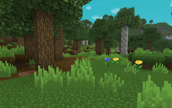 Forest Floor