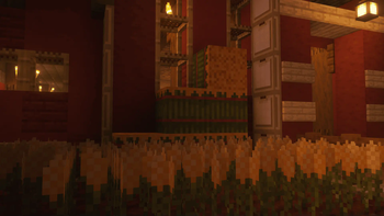 Corn Crop
