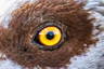 Eye Camera