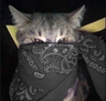 pohci