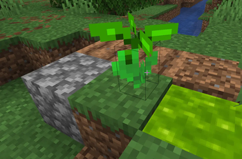 New Plant!!!!