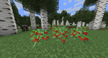 Strawberry Bushes