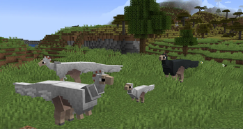 Sheep = Dryosaurus