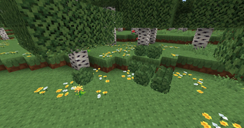 Birch Forest