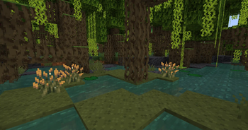 Mangrove Swamp