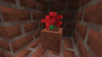 Red Rose in flower pot