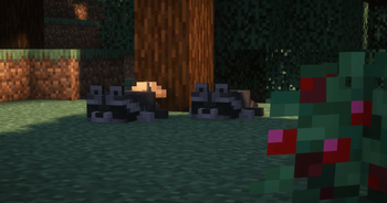 More Raccoons Sleeping