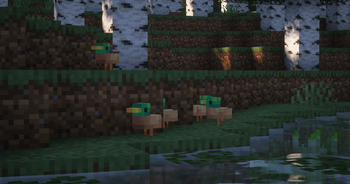 Ducks