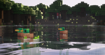 Ducks swimming