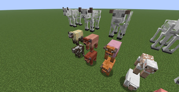 Cows