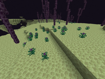 A patch of Miteling plants