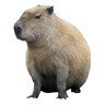 Capybaras