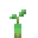 Shorter Mangrove Propagule