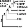 Phylogeny