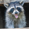 Remurin
