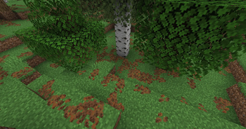 Leaf Litter in a forest
