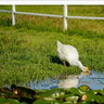 BIG-GOOSE520