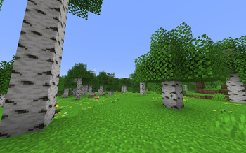Birch Forest