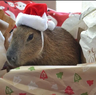CapybaraCubiluda