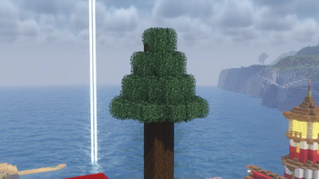 Spruce tree