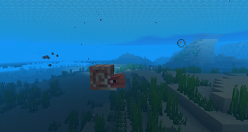 Nautilus Baby