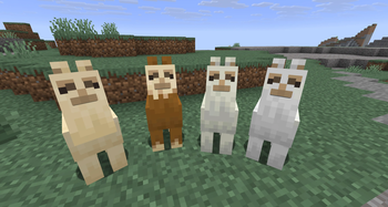 llama Baby