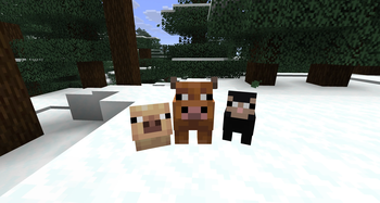 Pig Cold Baby, Cow Cold Baby and Baby Black Sheep