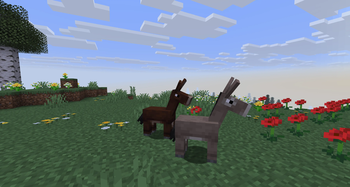 Mule Baby and Donkey Baby