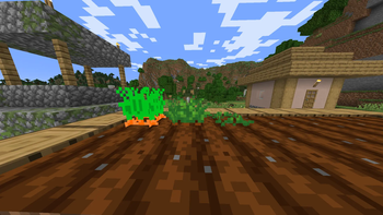 The Carrots