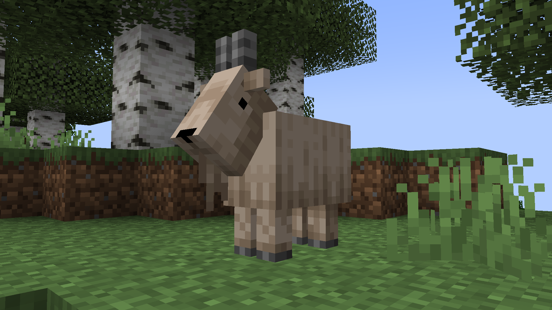 Sheared Goat