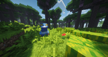 rainforest 