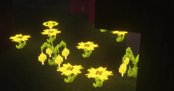 Experience Plants