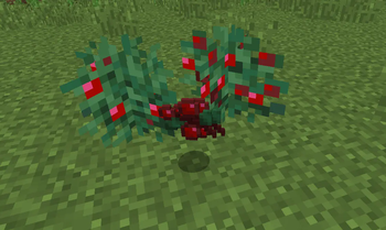 Sweet berries