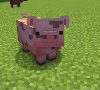 pig