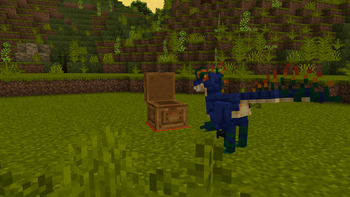Trapped Pewen Chest