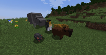 Animals