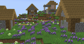 Lavender Fields #2