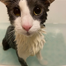 Account1's Soggy Cat over Totem of Undying